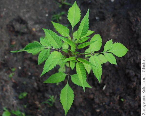 Bidens frondosa L. (семейство Asteraceae)Череда олиственная