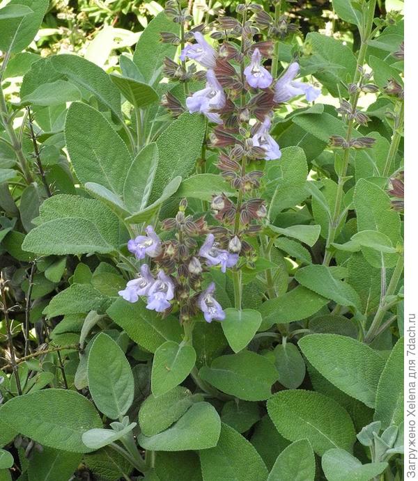 Salvia officinalis L. (семейство Lamiaceae)Шалфей лекарственный. Плантариум.