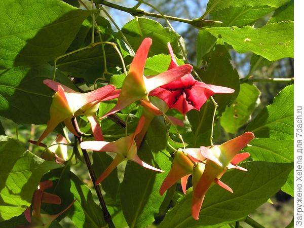 Euonymus macropterus Rupr. (семейство Celastraceae)Бересклет большекрылый. Плантариум.