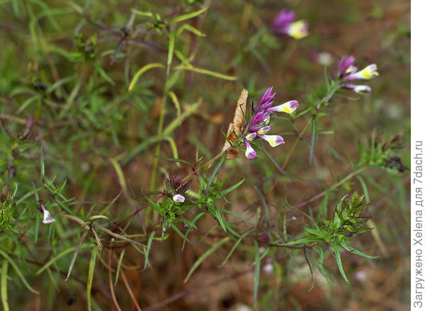 Марьянник полевой