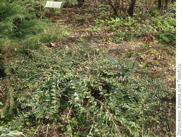 Жимолость шапочная.