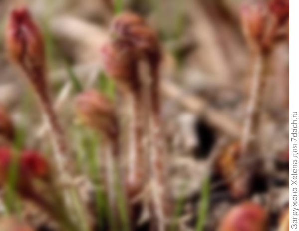 Всходы астильбы. Фото из инета.