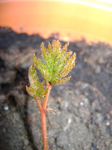 Всходы астильбы из инета.