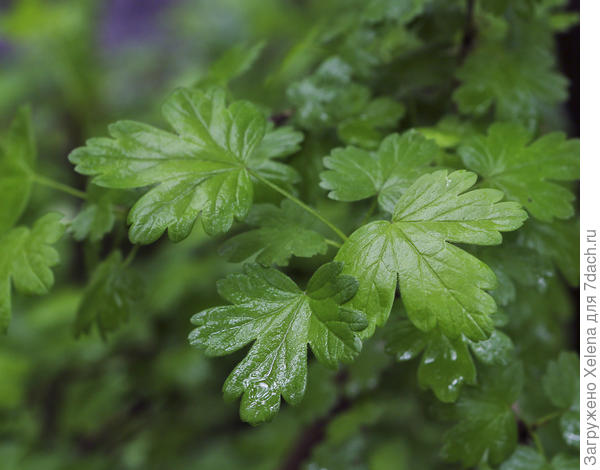 Ribes × nidigrolaria Rud. Bauer & A. Bauer (семейство Grossulariaceae)Йошта