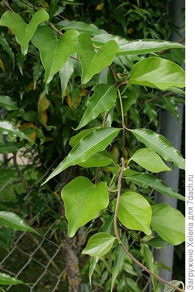 Обвойник заборный (Periploca sepium)