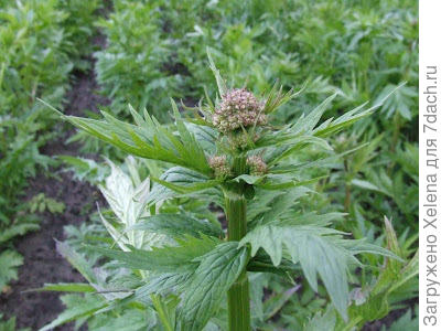 Валериана лекарственная.