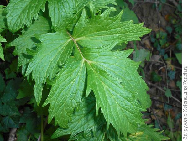 Валериана лекарственная.