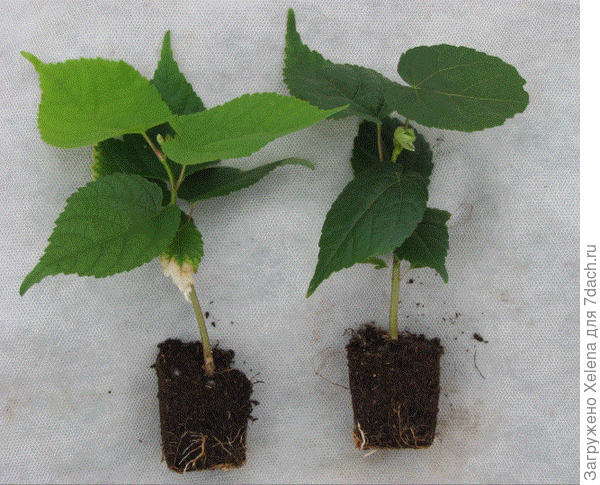 Саженцы липы.