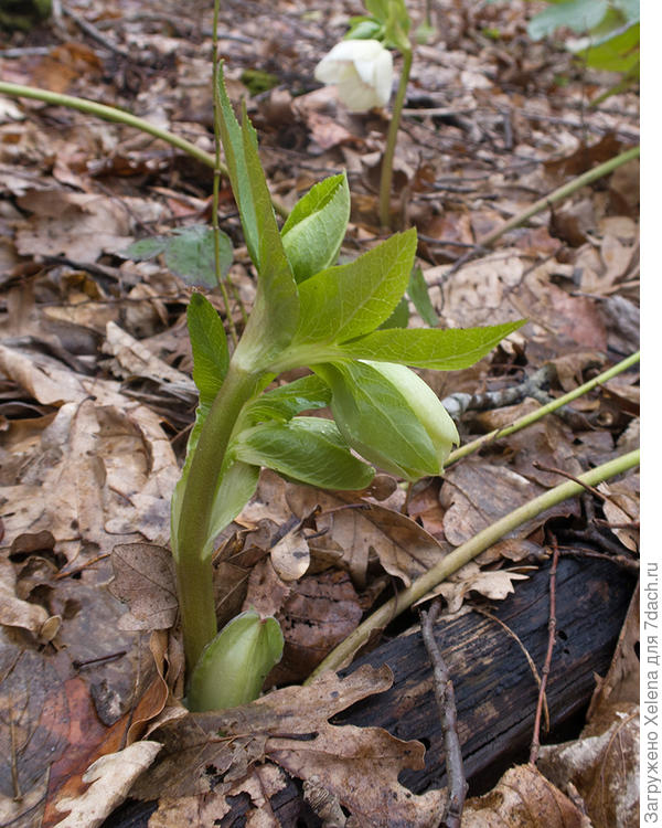 Морозник кавказский сайт Плантариума.