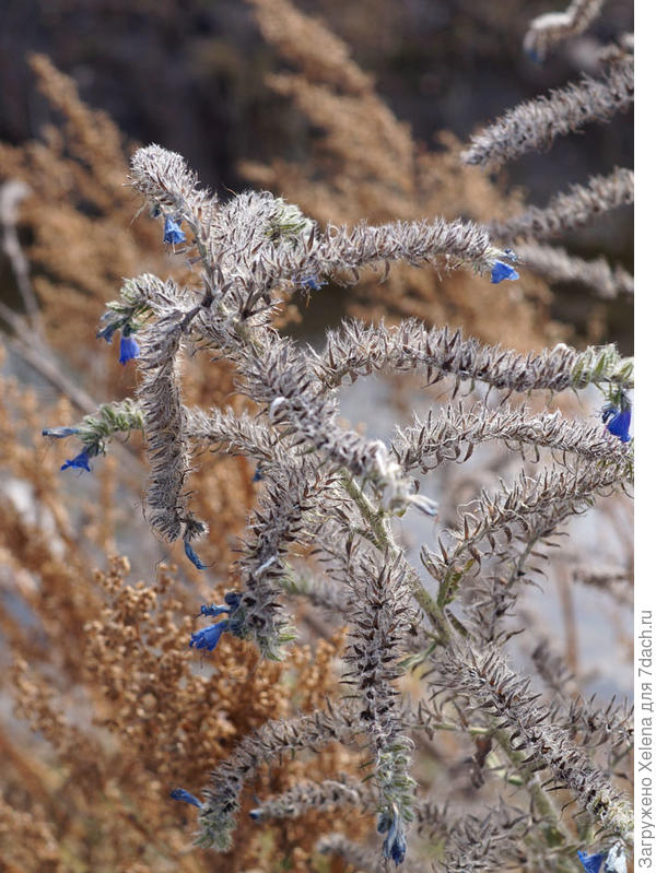 Синяк обыкновенный.
