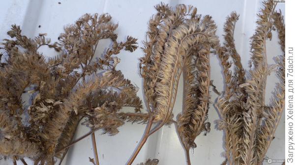 Фацелия пижмолистная.