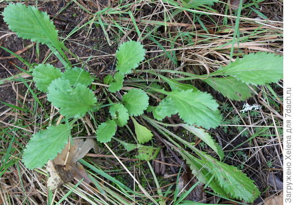 Leucanthemum vulgare Lam. (семейство Asteraceae)Нивяник обыкновенный