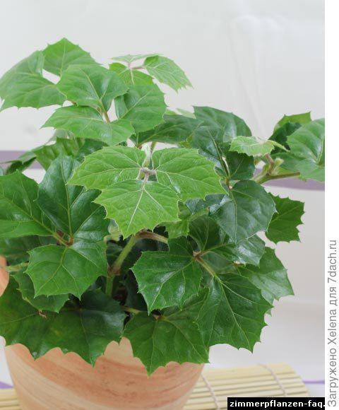 Cissus rhombifolia