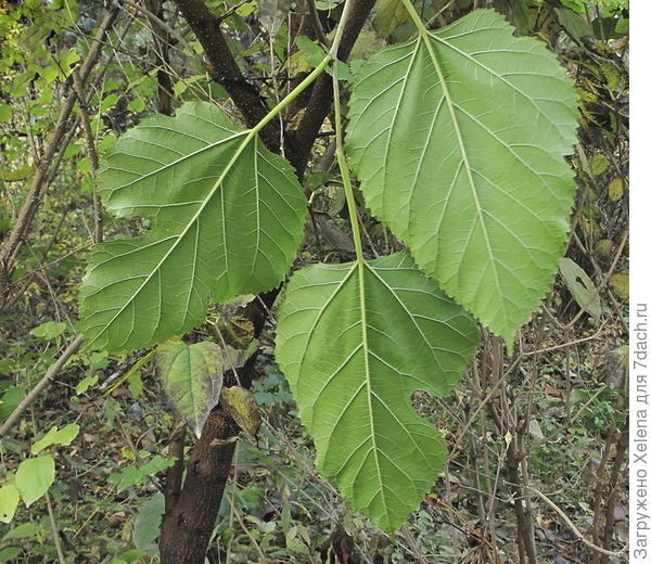 Morus alba - Изображение особи - Плантариум plantarium.ru