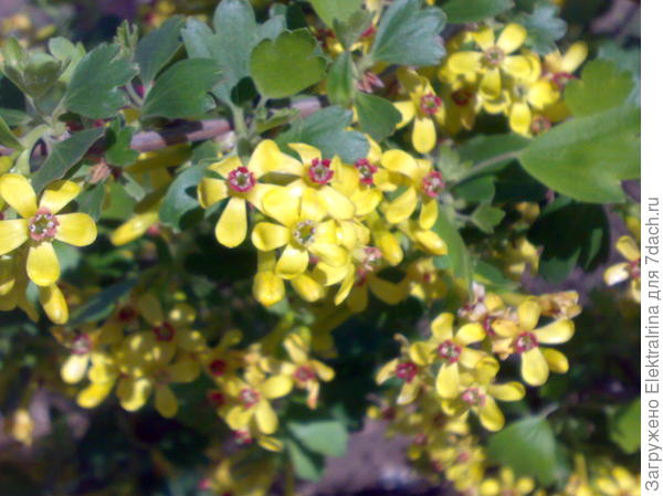 Смородина золотистая (Ribes aureum) 2015 г.