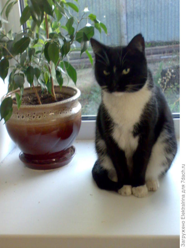 Цыпа (Зайка). Сижу, сторожу хозяйский покой...