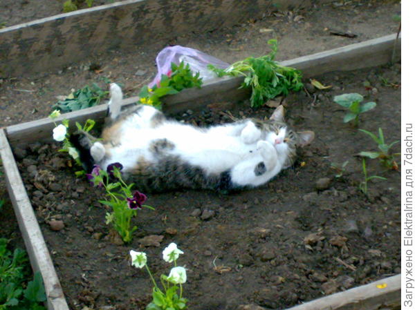 Я сказала сторожу!!! Просто притворяюсь спящей...