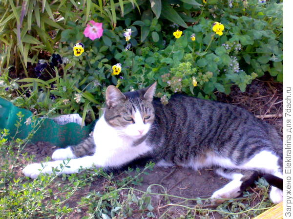 Чумка. Я сторожу огород...