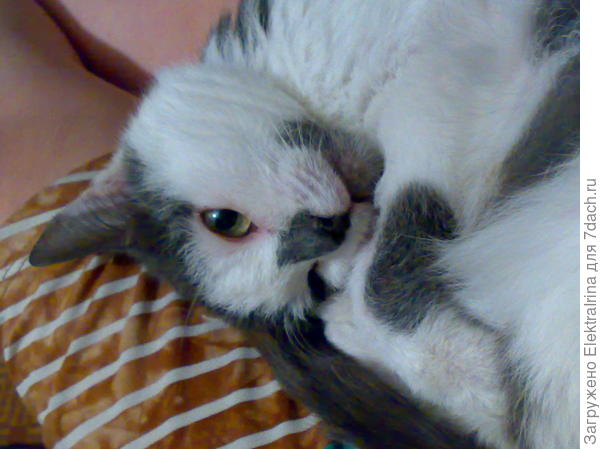 Чуча. Удобно на хозяйкиных коленях...