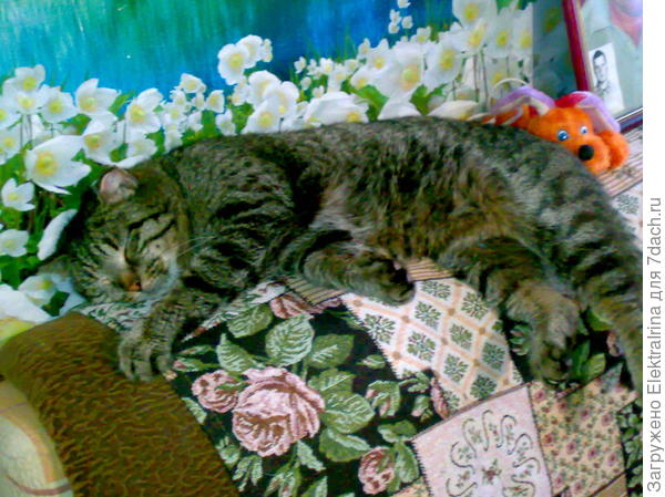 Василий. Что-то спинка дивана маловата становится...