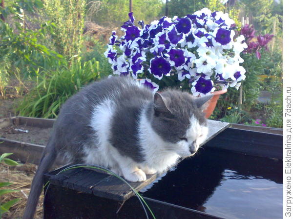 ... и рыбу ловить...