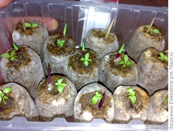 таблетки в контейнере