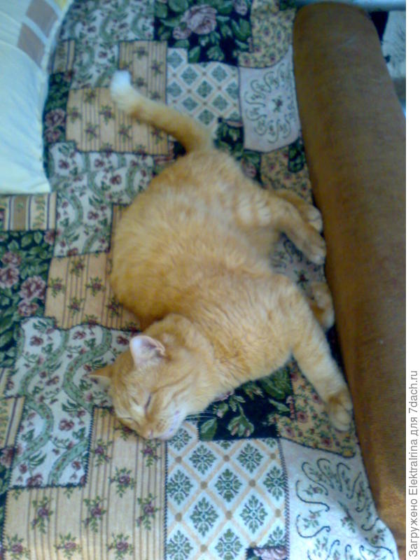 Рыжик. Вот так я загадочно сплю...