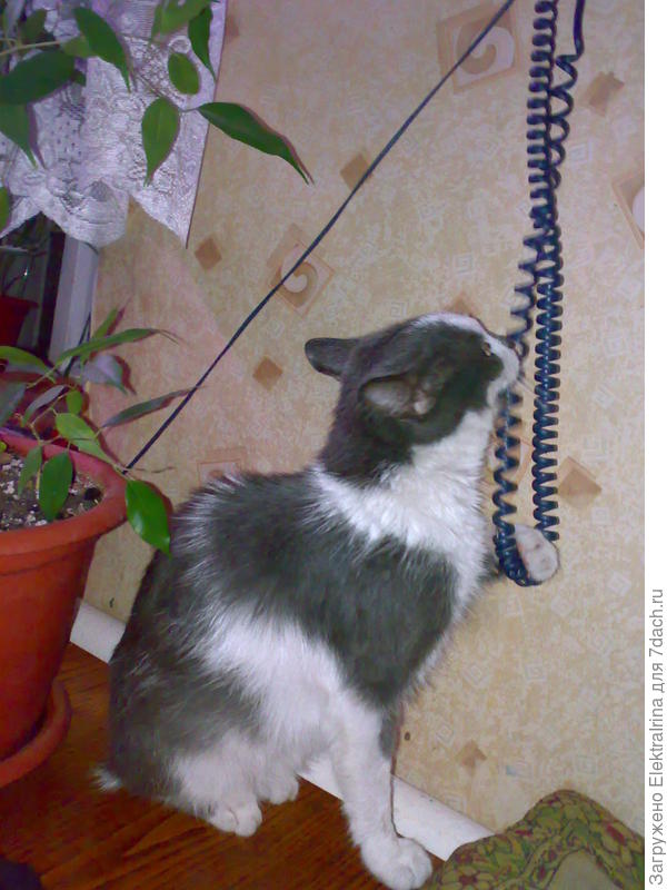 А я по телефону звонить умею...