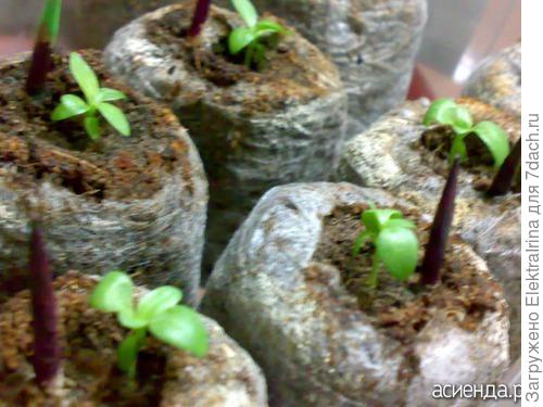 А здесь видны таблетки с эустомой... ровными рядами...))