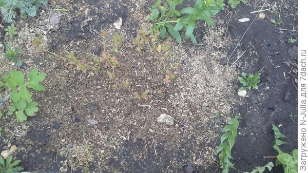 Красноватые листья