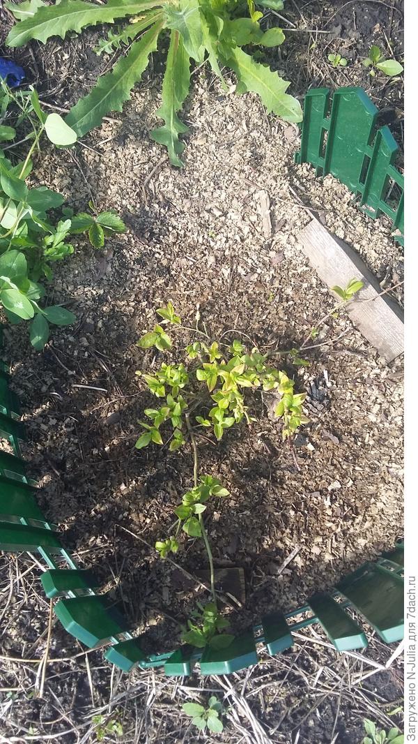 Желтоватые листья