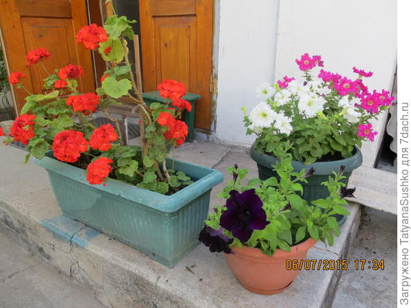 Пеларгонии в переносном горшке