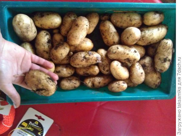 картофель импортный;)))