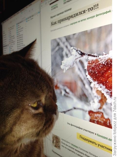 ЗДОРОВО!Сказал кот Федот:)