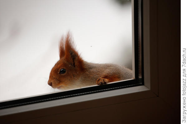 Нахаленок не то слово,в окно уже бьётся,скоро и дверь будет пинком открывать:)