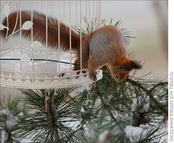 Пищит,но лезет:)