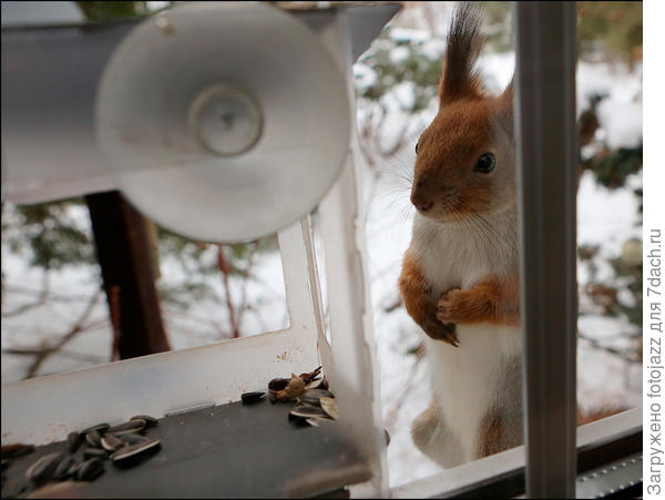 -Ну что мужик,нащелкался?
-А теперь дуй за орехами!