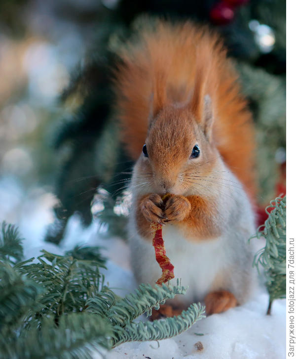 Дык у них лапы, хвост ,морда и ухи рыжие...а тело то - серое:)