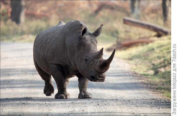 И надо сказать, похоже он бежал не совсем с добрыми намерениями:)