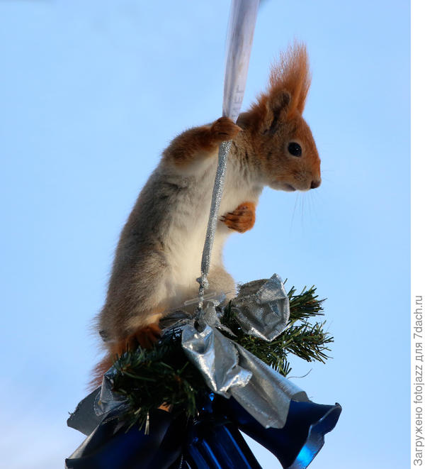 А вот так мы наряжали ёлку:)