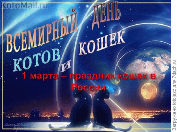 День котов