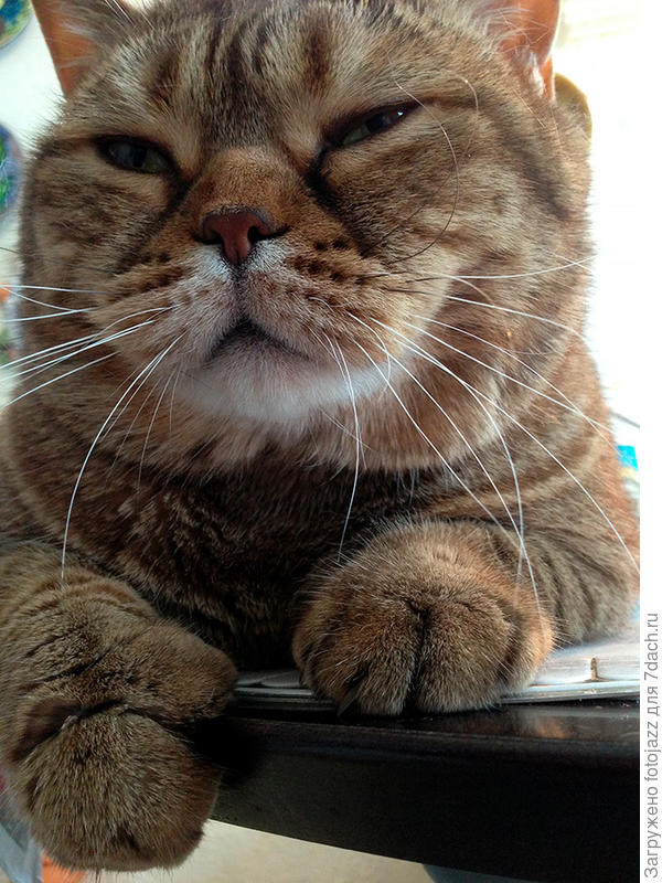 Грустит...ещё как грустит, горемыка:)))