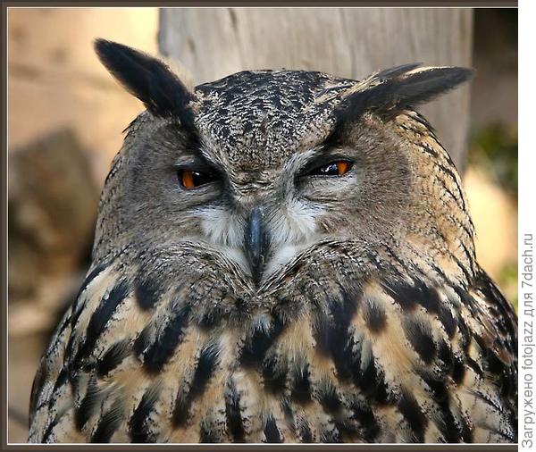 Как сейчас модно говорить...это Вам Оля, мой персональный бонус как "оптовому" посетителю.:))