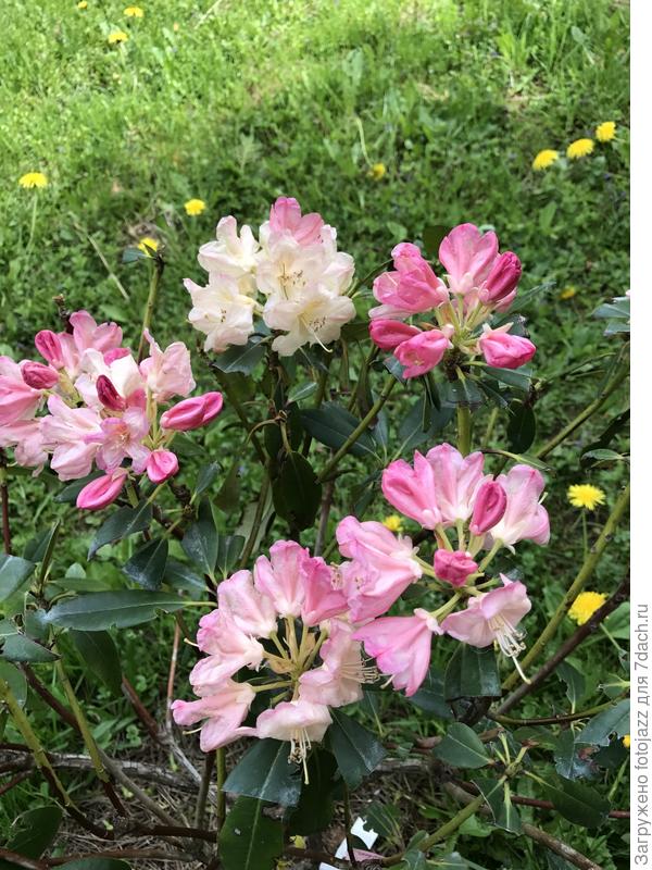 Соцветия стали меньше раза в три