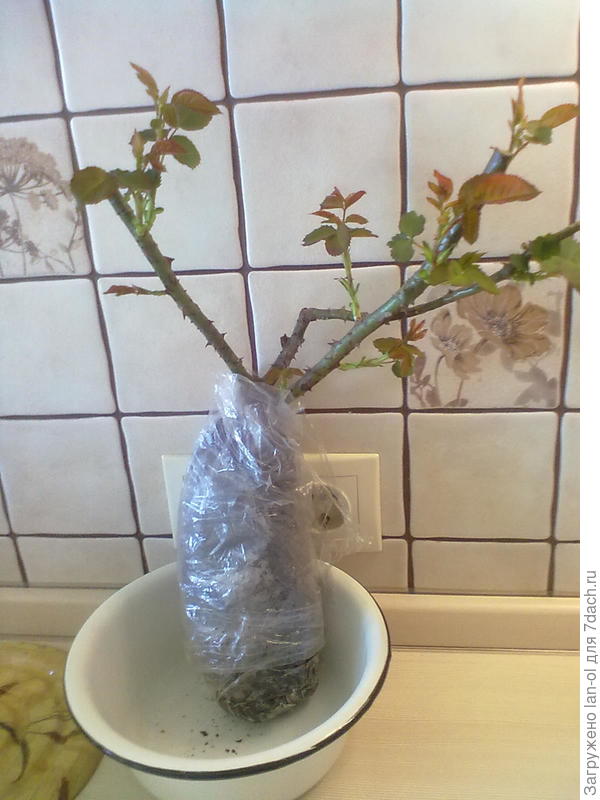 Саженец Алхимист сегодня 23 апреля 2016