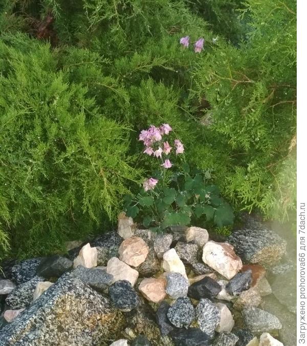 Водосборы гуляют по саду самостоятельно. Этому малышу понравилось среди камней в тени можжевельника.