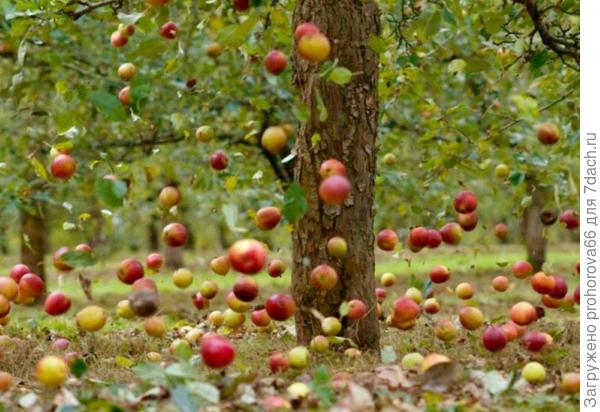 Фото, к сожалению, не мое, но оно мне очень нравится. На нем настроение августа... Падают яблоки с веток... Им вдогонку опадают один за другим дни уходящего лета ... И только чудо фотографии может помочь тем и другим зависнуть в воздухе и во времени...