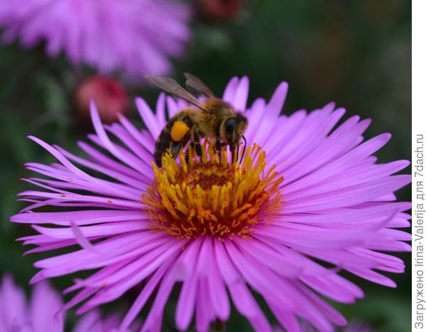 Бабье лето! Последние денёчки сбора урожая пыльцы!