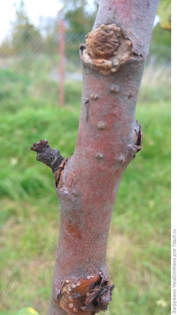 Вот эти пенечки не мои спилы. Прошлым летом из каждого росла веточка см 5-10.А в этом году вот такие почки. Которые засохли и отвалились. Мне их тоже садовым варом все смазать? Оставшиеся почки, наверное, тоже надо оторвать и обработать?