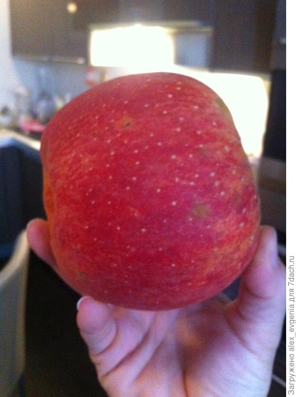 неизвестный сорт